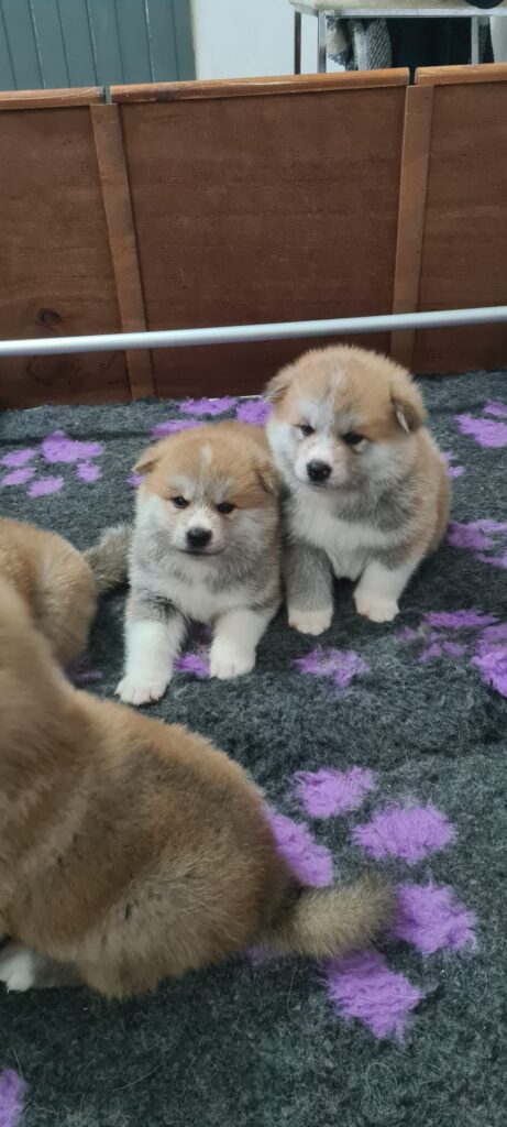 Cuccioli di AKITA INU
