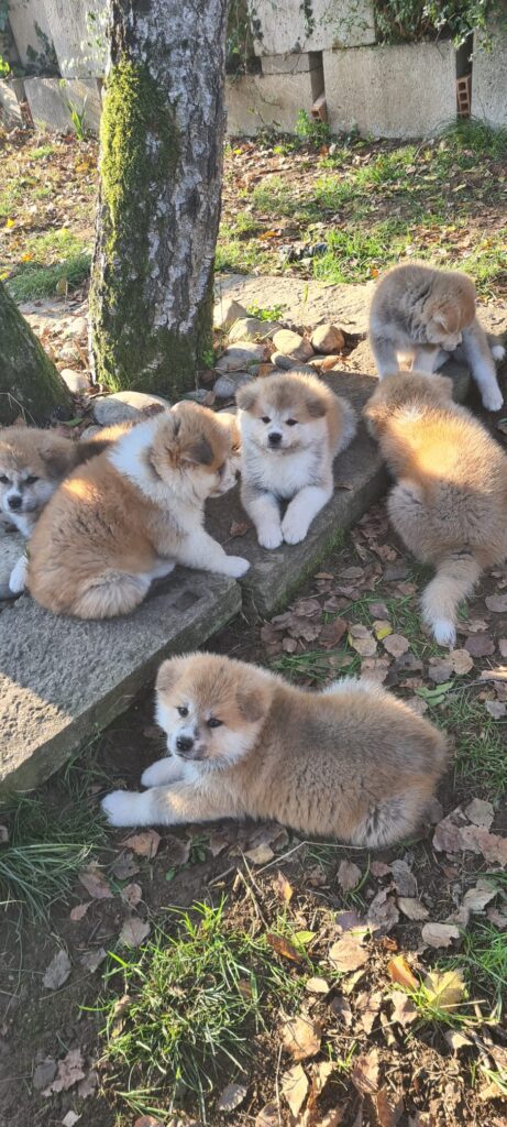 Prenotazioni cuccioli di AKITA INU
