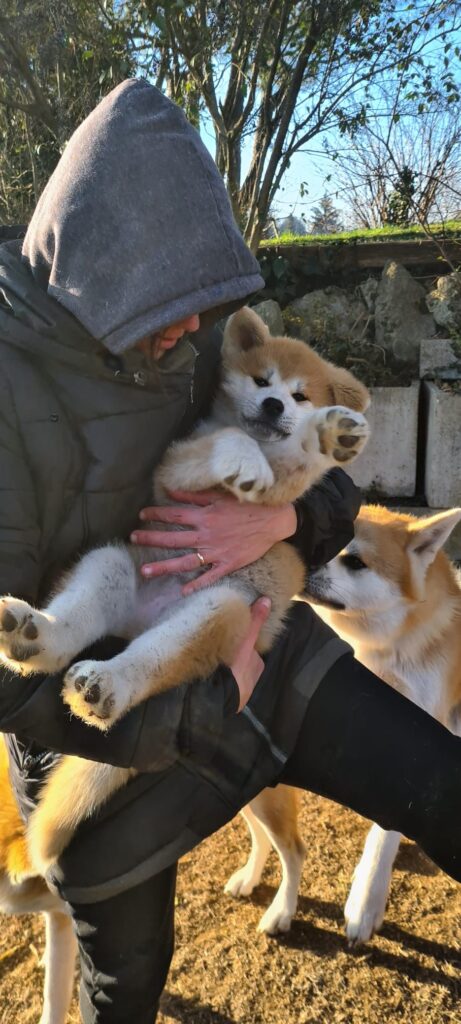 Prenotazioni cuccioli di AKITA INU