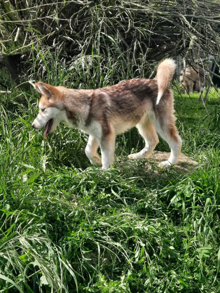 Alaskan Malamute cuccioli