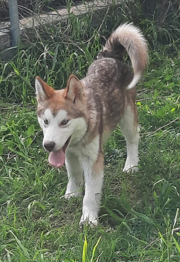 Alaskan Malamute cuccioli
