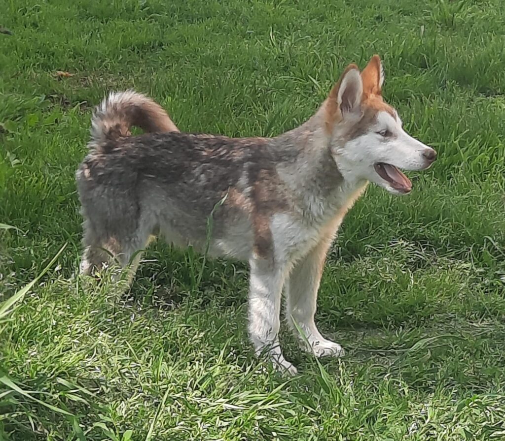 Alaskan Malamute cuccioli