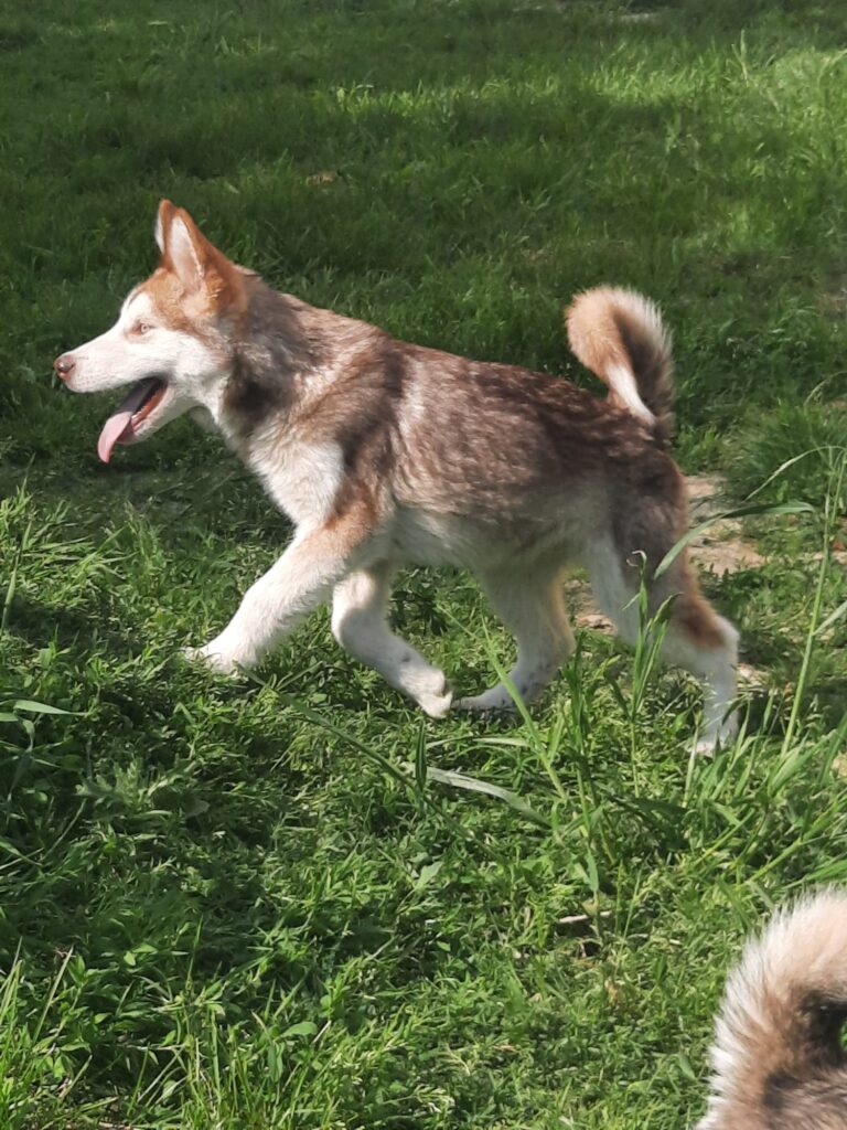 Alaskan Malamute cuccioli