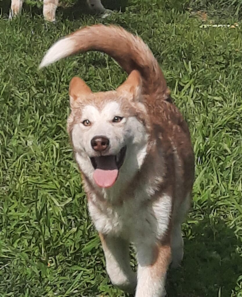 Alaskan Malamute cuccioli