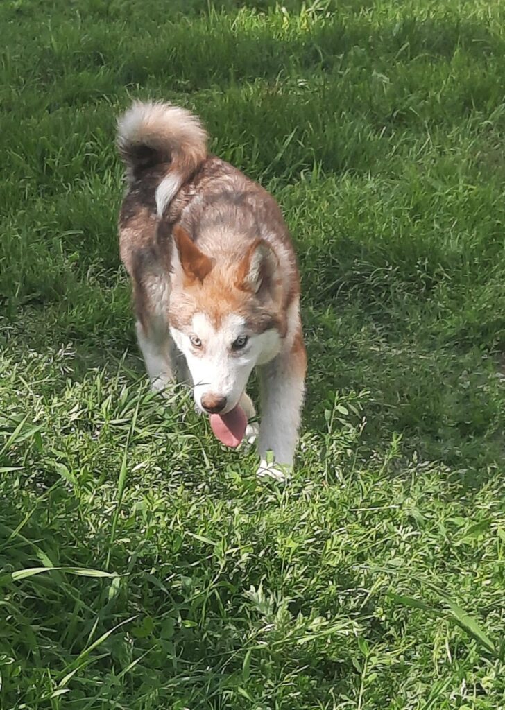 Alaskan Malamute cuccioli