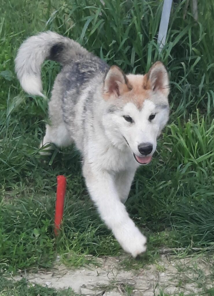 Alaskan Malamute cuccioli