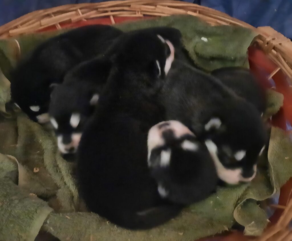 Alaskan Malamute cuccioli