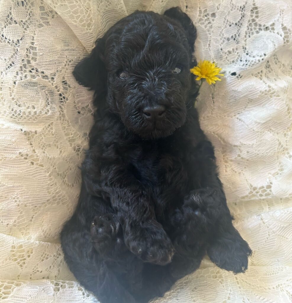 Cuccioli di barboncino