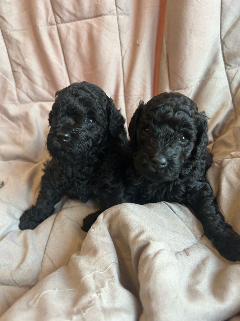 Cuccioli di barboncino