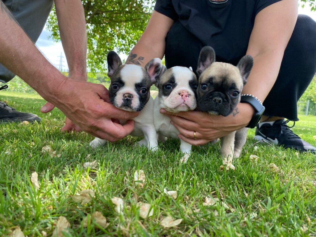 Cuccioli di Bulldog francese con pedegre Enci