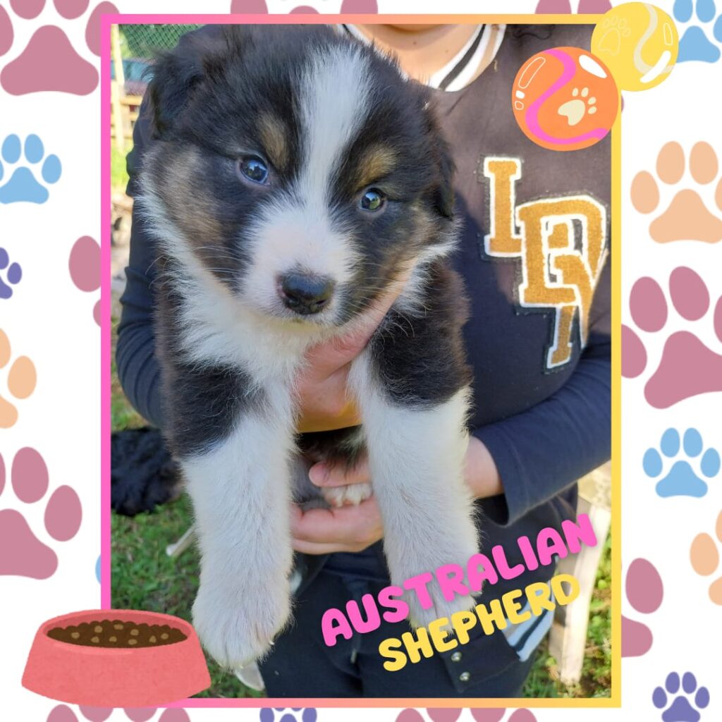 Cuccioli di pastore australiano/ australian shepherd