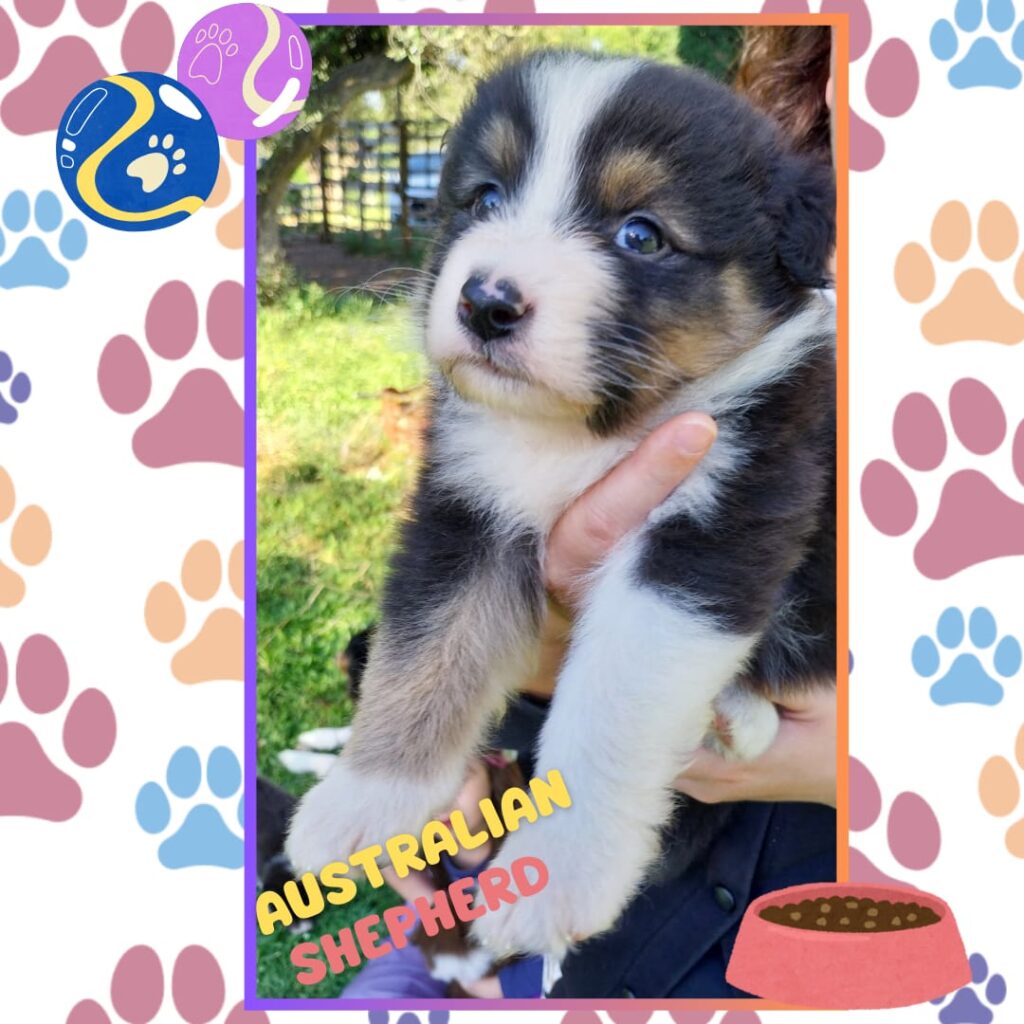 Cuccioli di pastore australiano/ australian shepherd