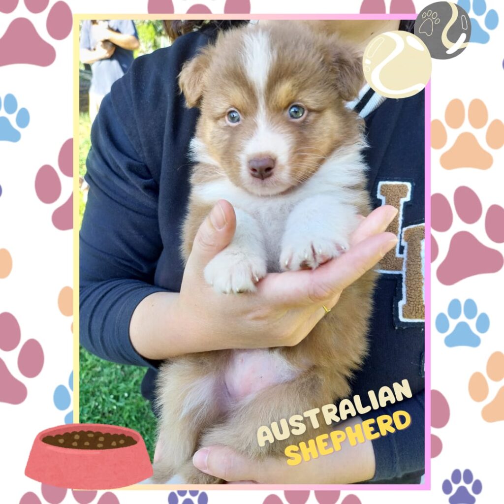 Cuccioli di pastore australiano/ australian shepherd