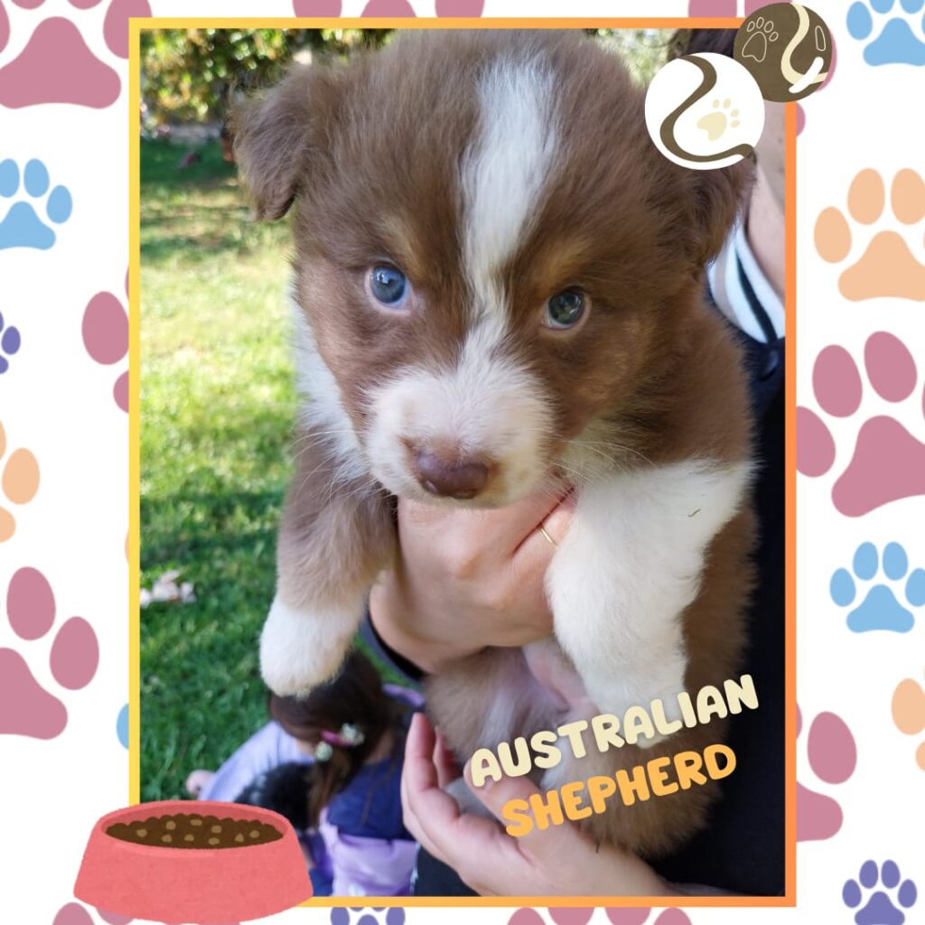 Cuccioli di pastore australiano/ australian shepherd