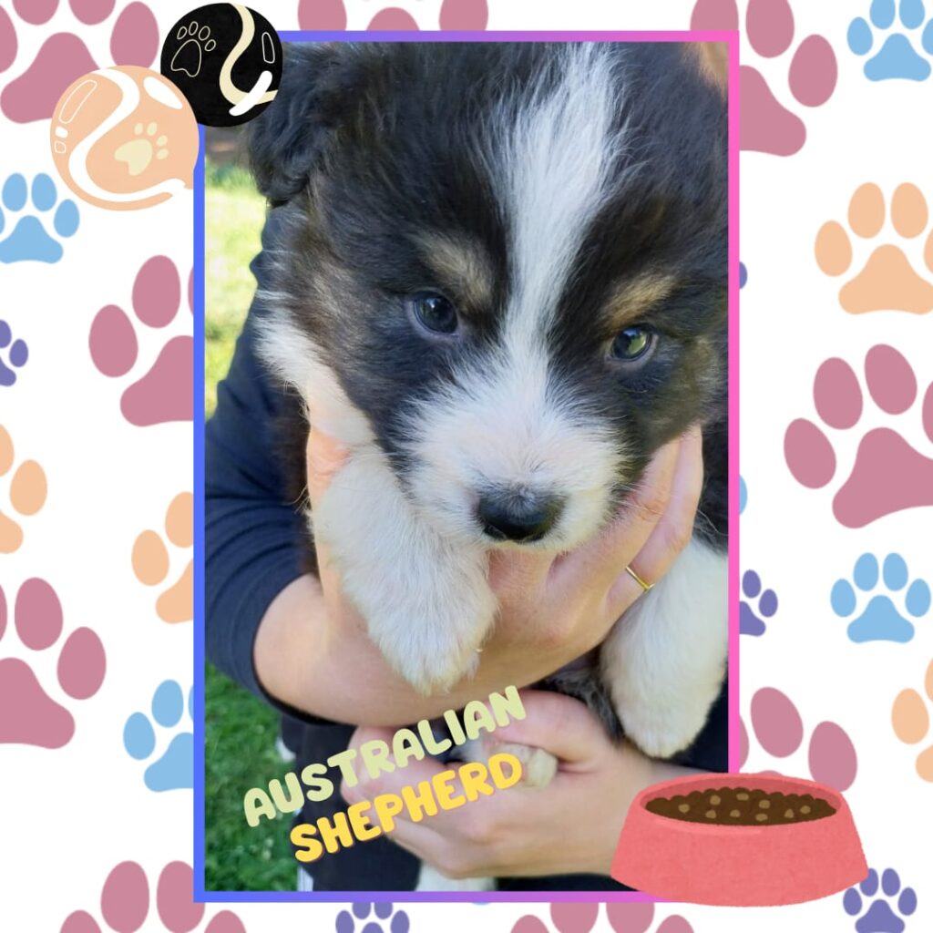 Cuccioli di pastore australiano/ australian shepherd