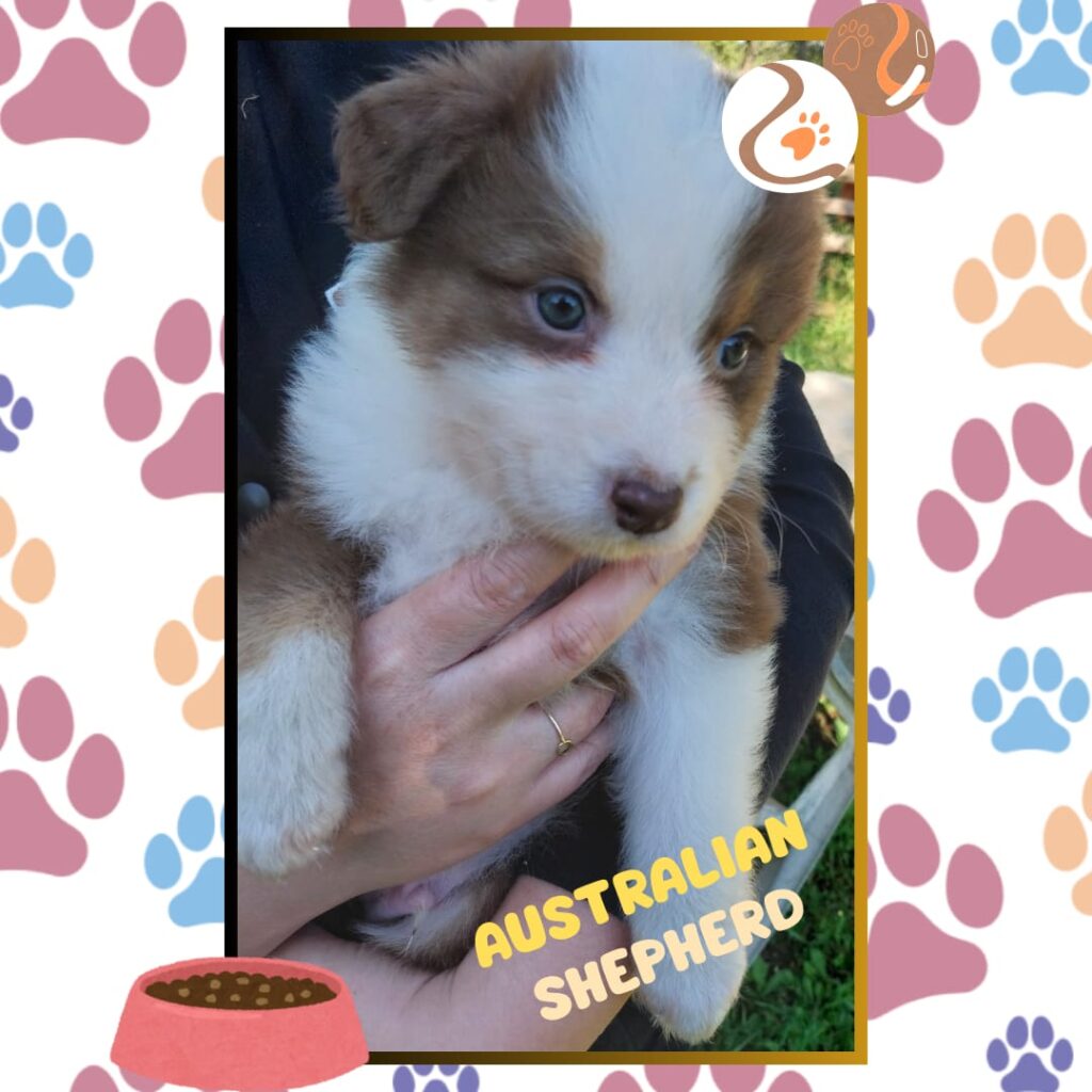 Cuccioli di pastore australiano/ australian shepherd