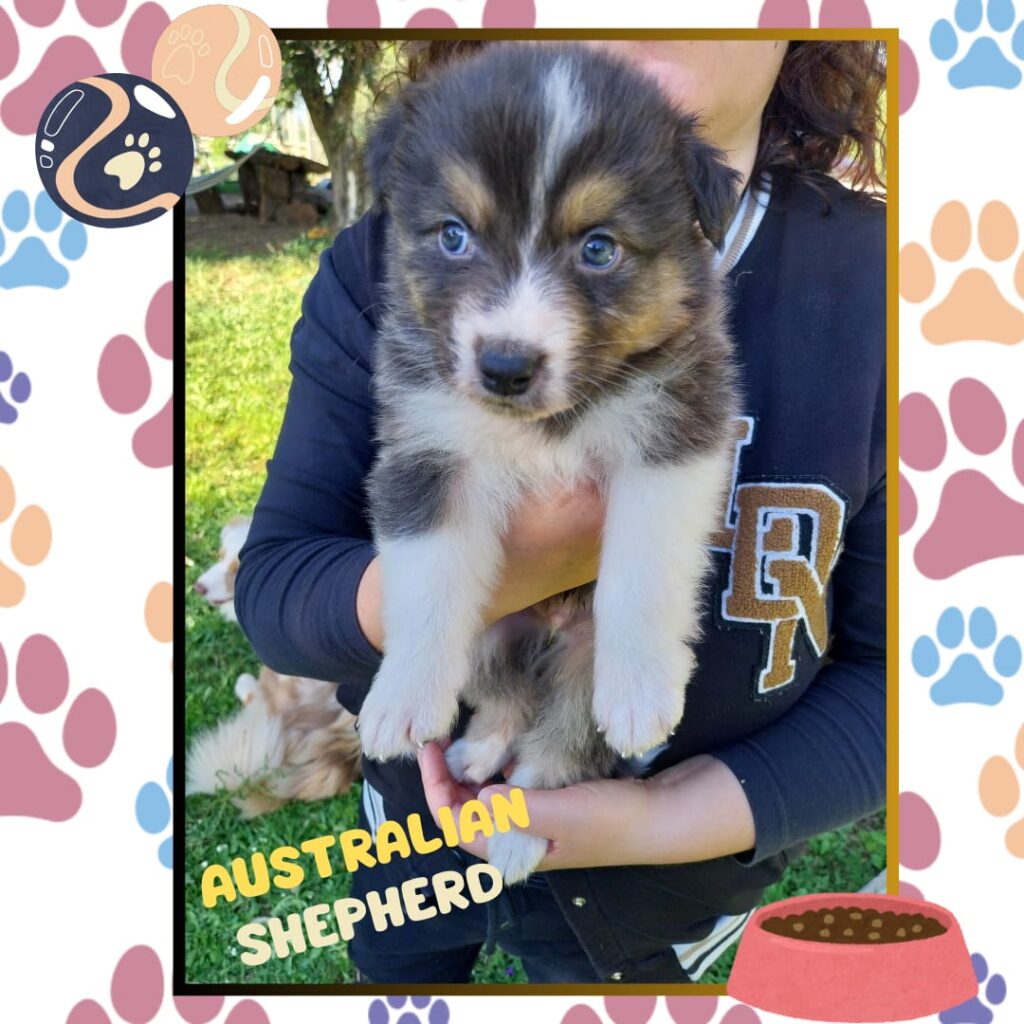 Cuccioli di pastore australiano/ australian shepherd