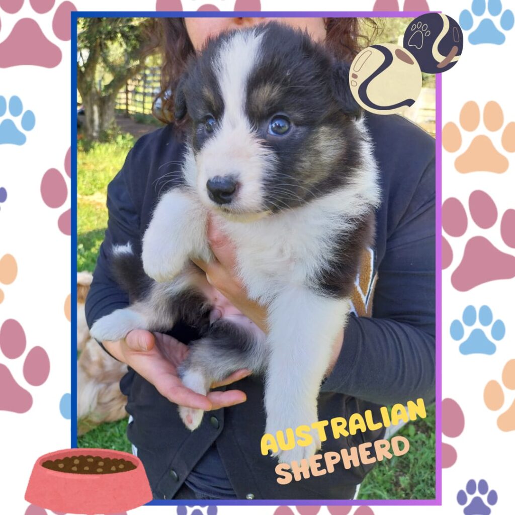 Cuccioli di pastore australiano/ australian shepherd