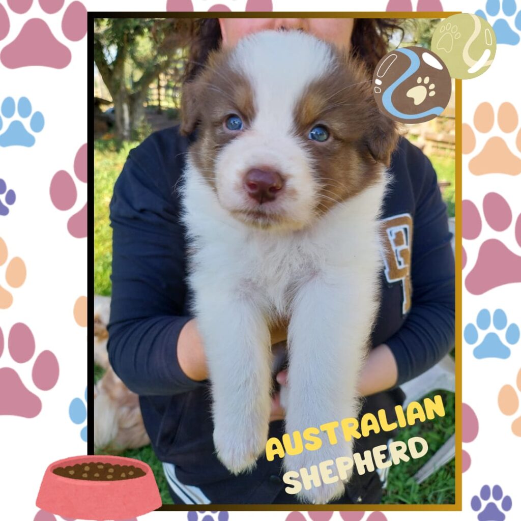 Cuccioli di pastore australiano/ australian shepherd