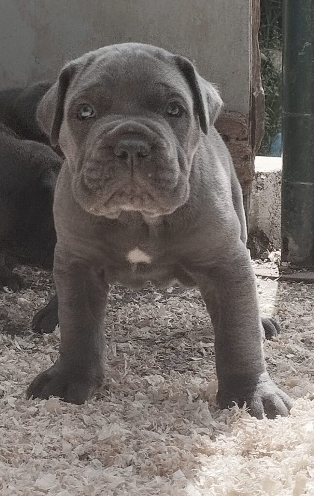 Cuccioli di Cane Corso