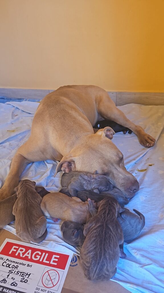 American Pitbull Terrier UKC MCKCI