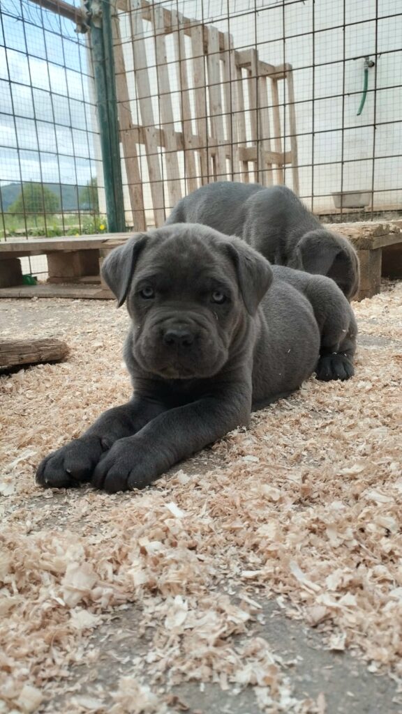 Cuccioli di Cane Corso