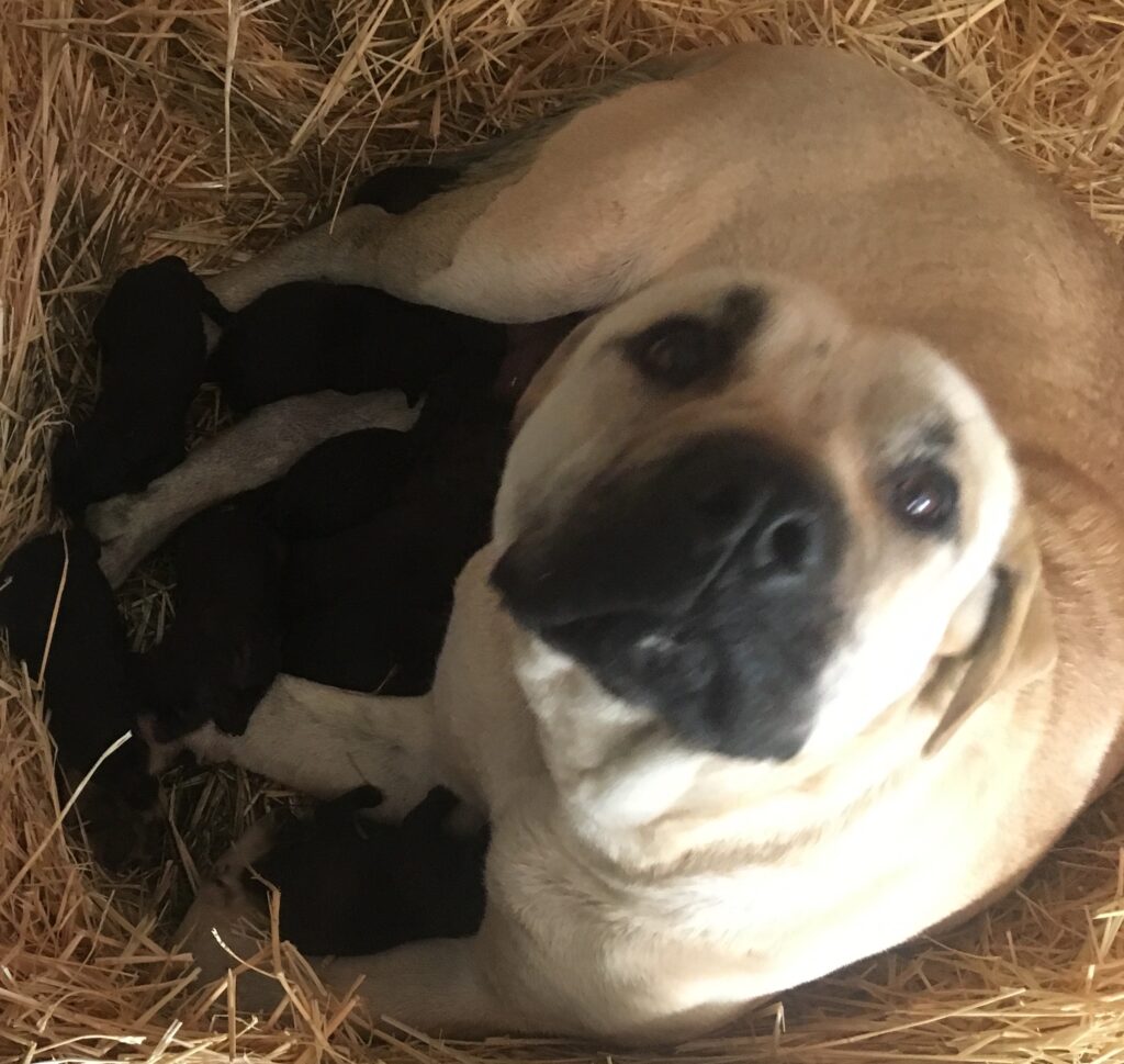 CANE CORSO TRADIZIONALE