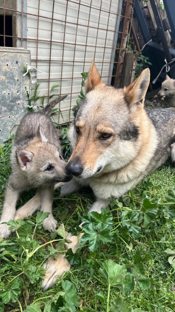 Cucciole di Cane Lupo Cecoslovacco