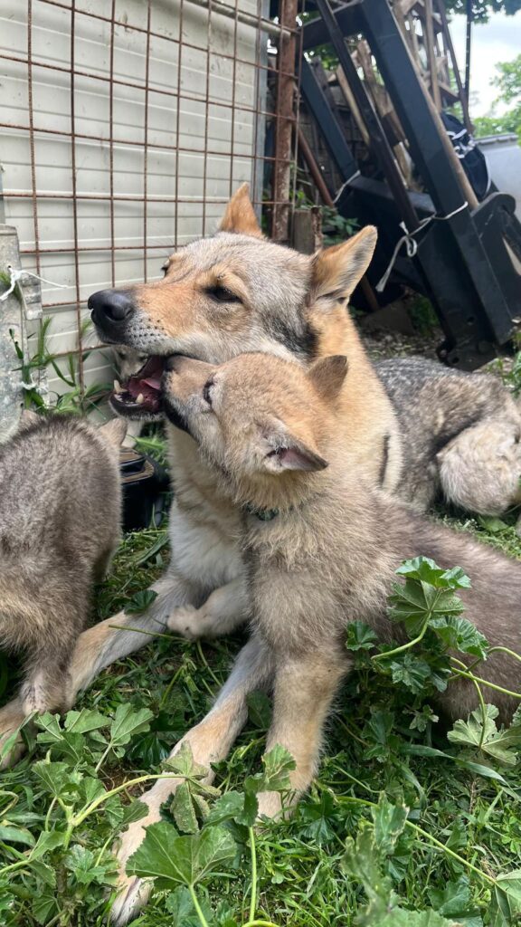 Cucciole di Cane Lupo Cecoslovacco