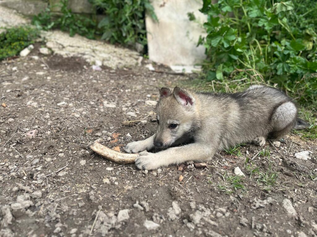 Cucciole di Cane Lupo Cecoslovacco