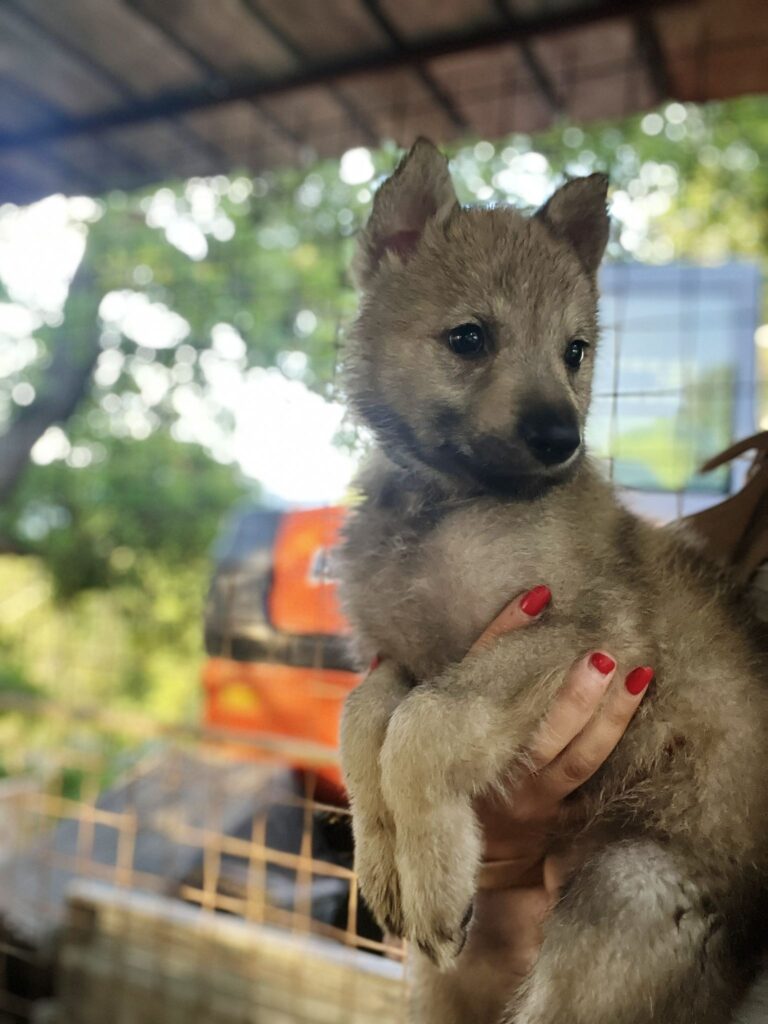 Cucciole di Cane Lupo Cecoslovacco