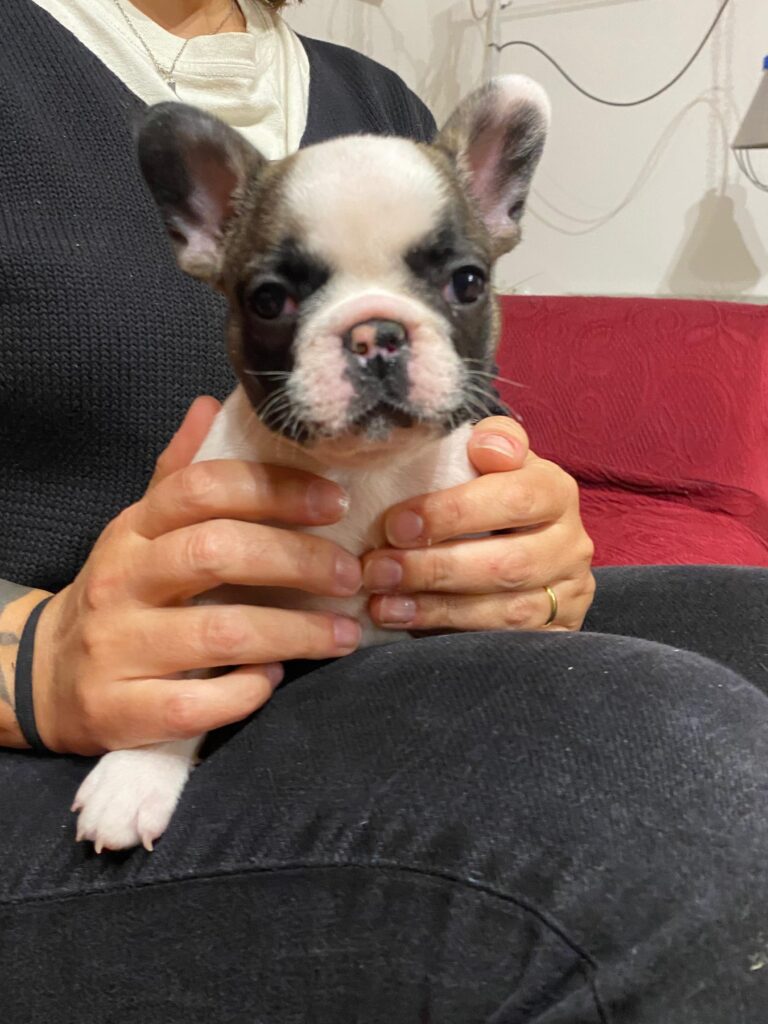 Cuccioli di Bulldog francese con pedegre Enci