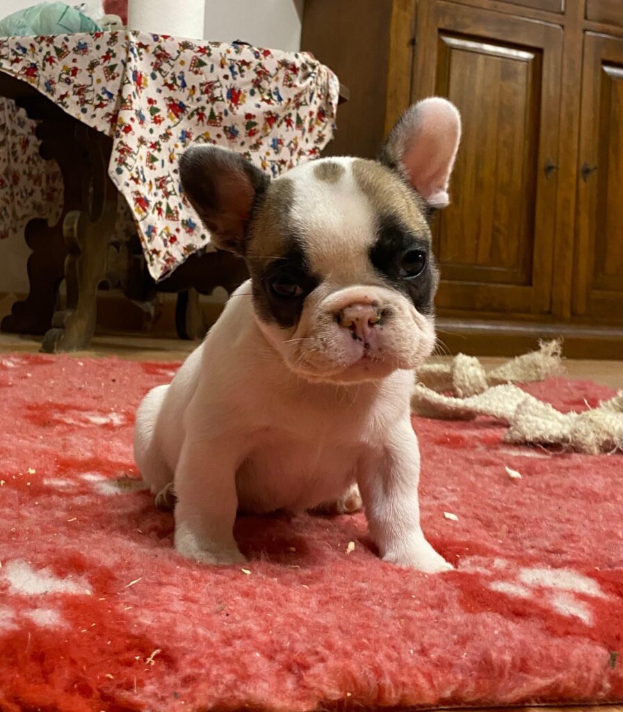 Cuccioli di Bulldog francese con pedegre Enci