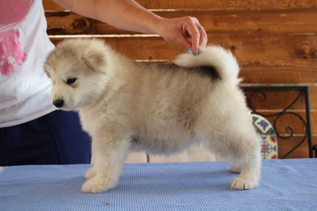Alaskan Malamute  Cuccioli