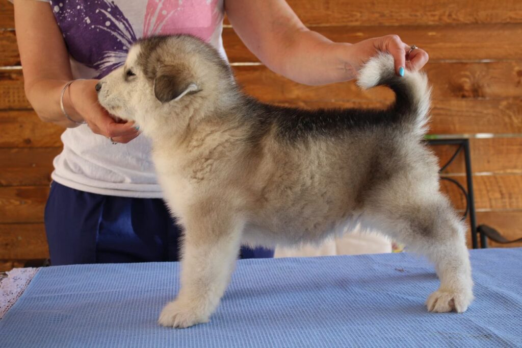 Alaskan Malamute  Cuccioli