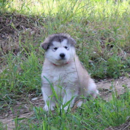 Alaskan Malamute  Cuccioli