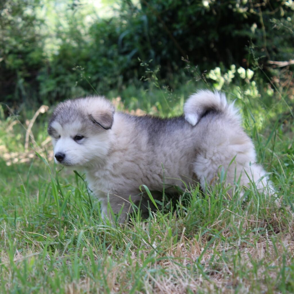 Alaskan Malamute  Cuccioli