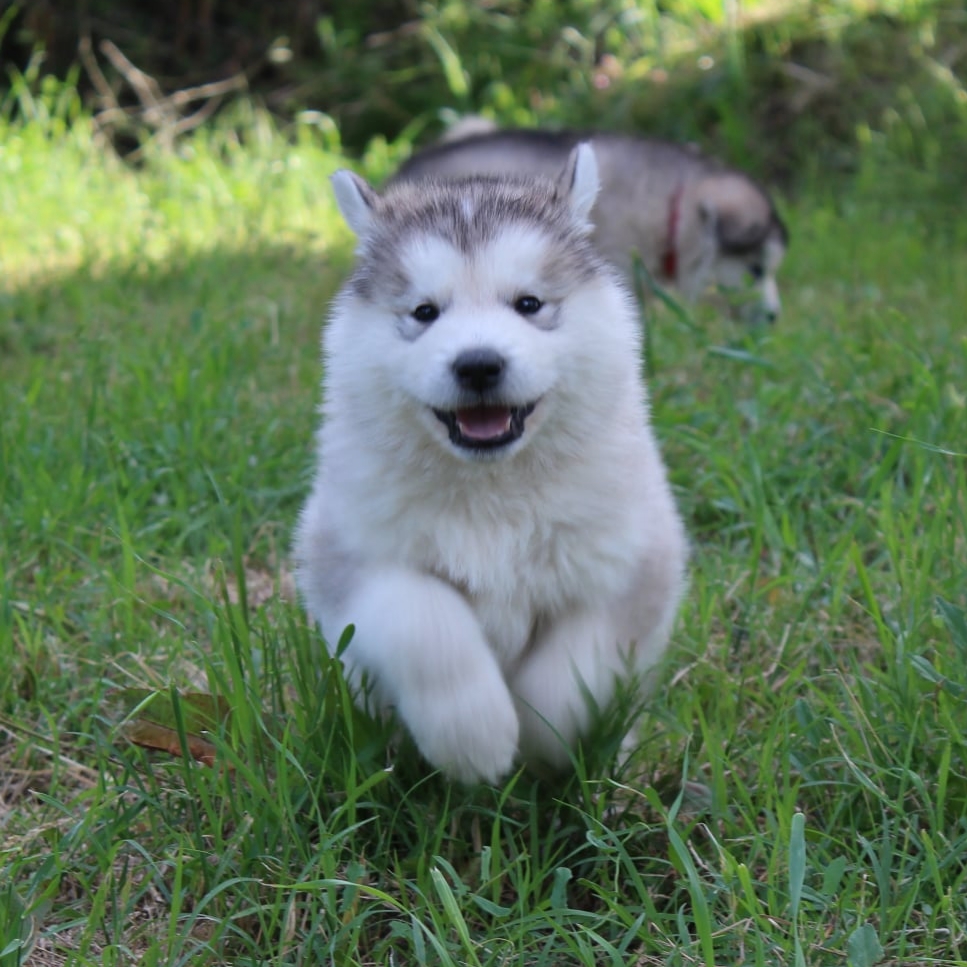 Alaskan Malamute  Cuccioli