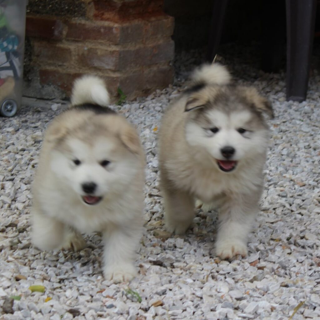 Alaskan Malamute  Cuccioli