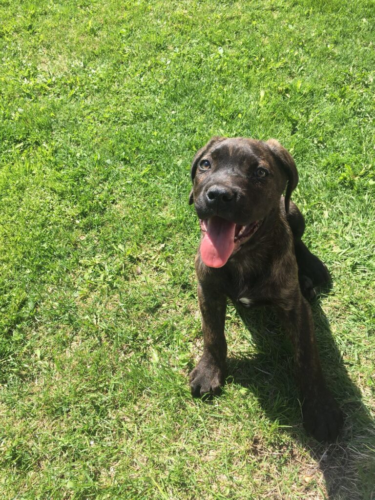 CANE CORSO TRADIZIONALE
