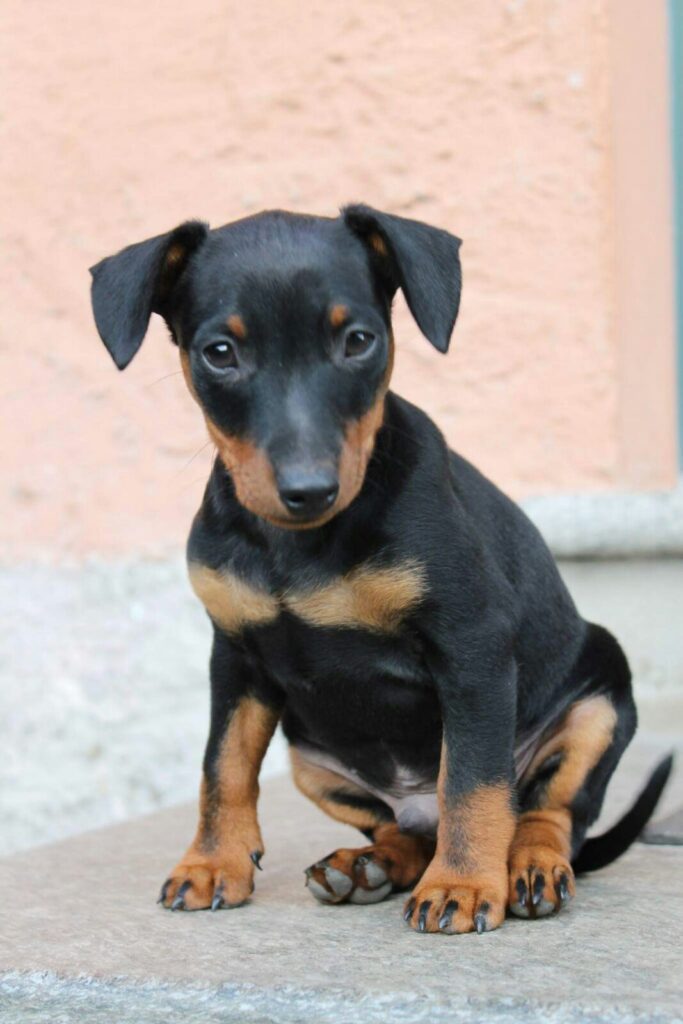 Disponibili cuccioli di Pisncher nano