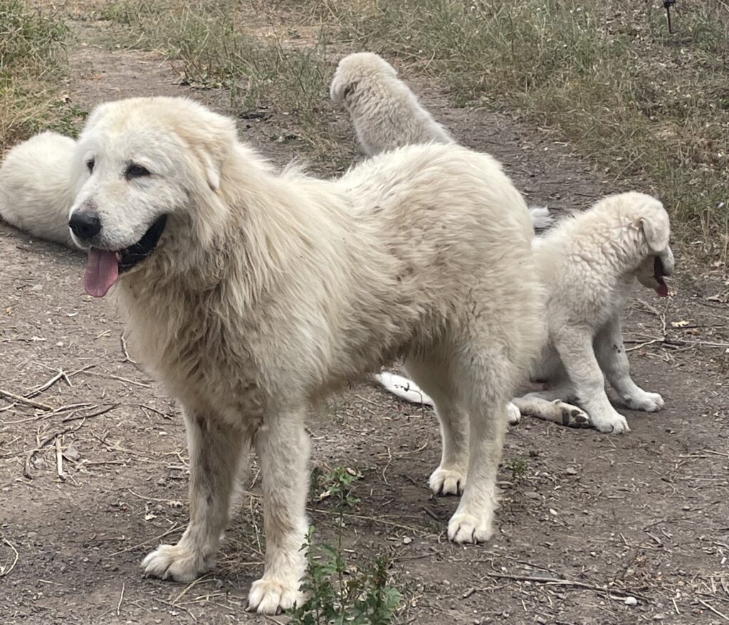 PASTORE MAREMMANO ABRUZZESE