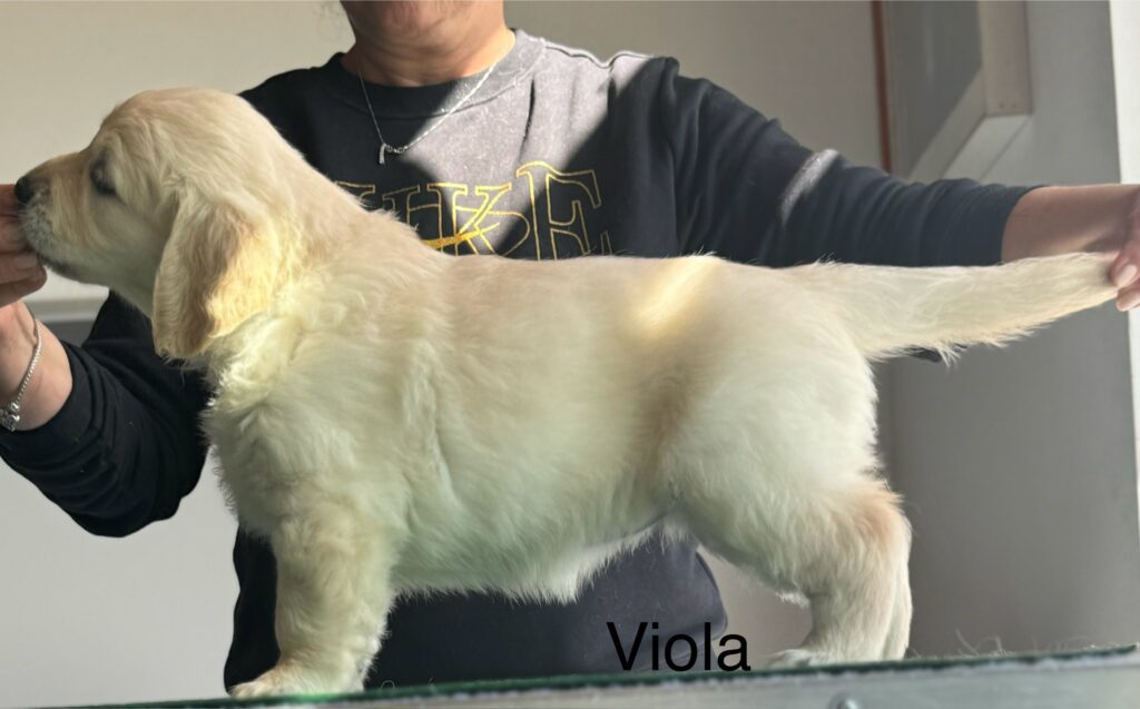Golden Retriever Preziosa cucciolata da campioni di bellezza