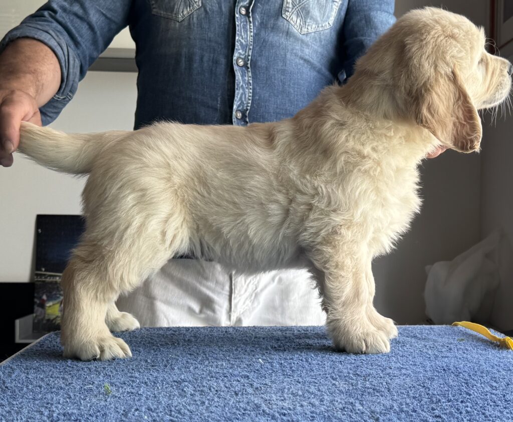 Golden Retriever Preziosa cucciolata da campioni di bellezza