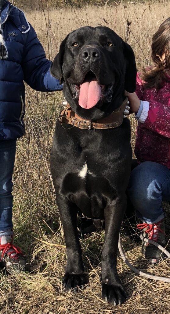 CANE CORSO TRADIZIONALE