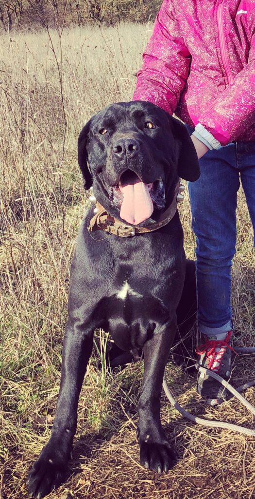 CANE CORSO TRADIZIONALE