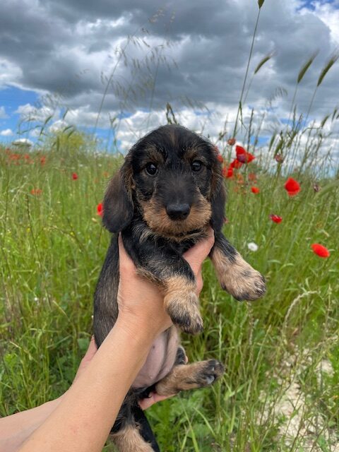 2 cuccioli disponibili