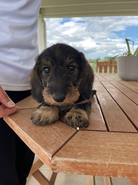 2 cuccioli disponibili