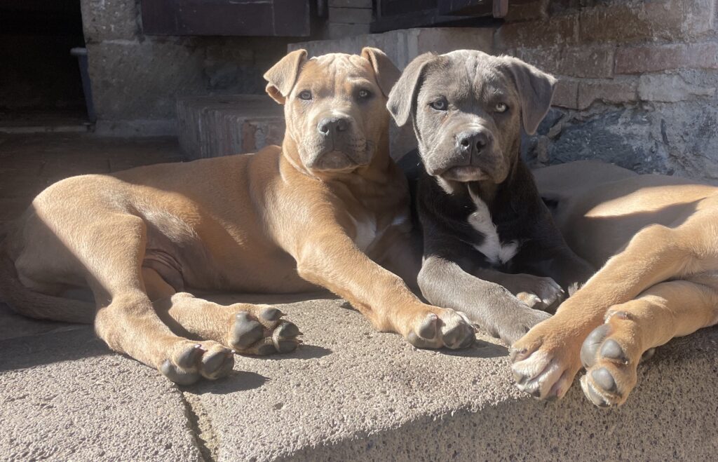 CANE CORSO TRADIZIONALE