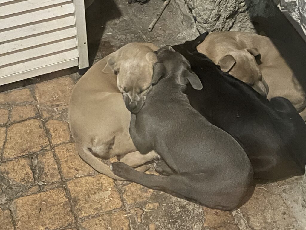 CANE CORSO TRADIZIONALE